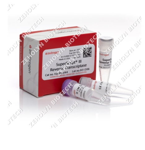 SuperScript III Reverse Transcriptase