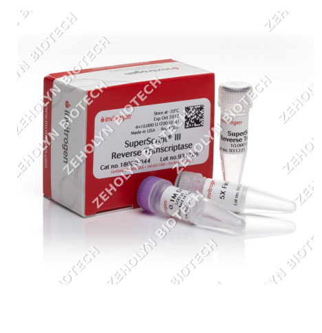 SuperScript IV Reverse Transcriptase