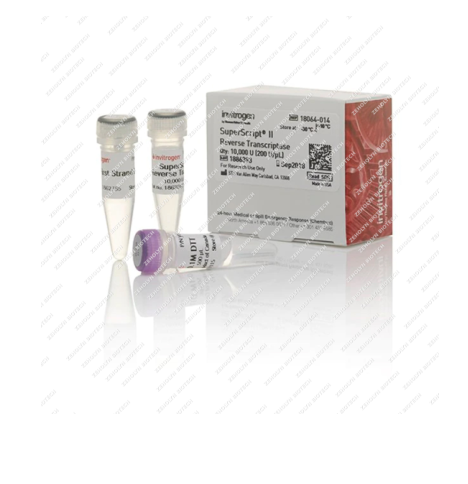 SuperScript II Reverse Transcriptase