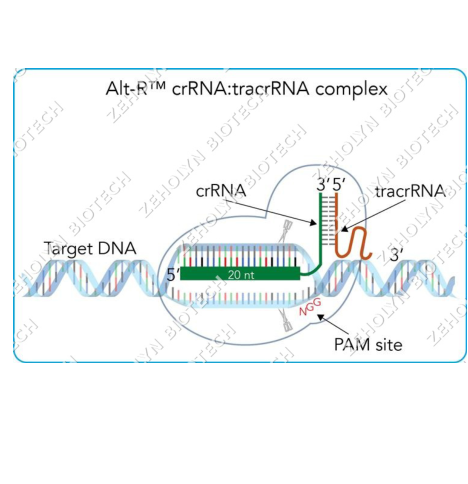 Alt-R S.p. HiFi Cas9 Nuclease V3