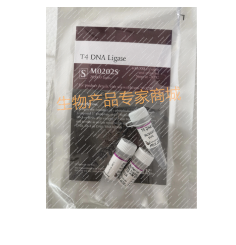 T4 DNA Ligase