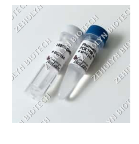 Phusion High-Fidelity DNA Polymerase