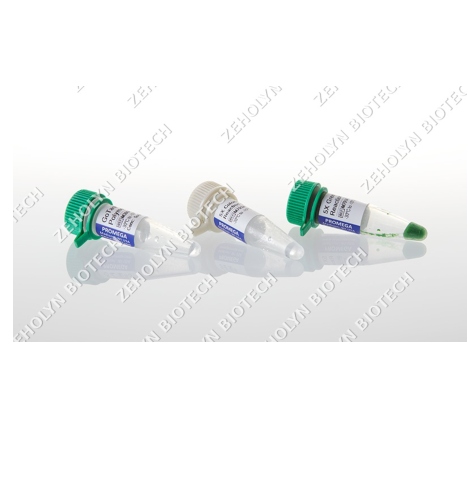 GoTaq DNA Polymerase