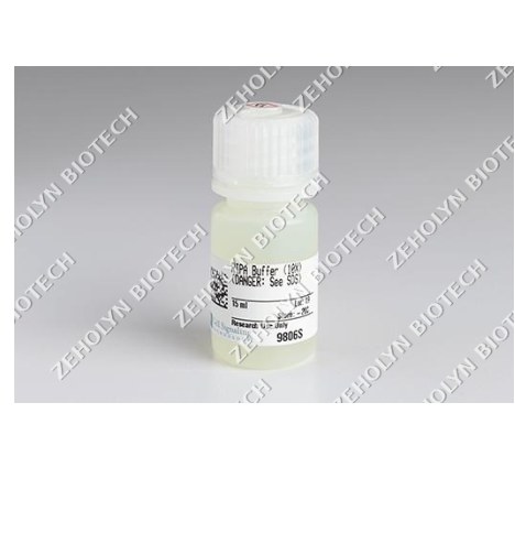 RIPA Buffer (10X)