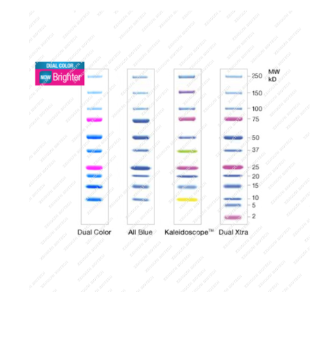 Precision Plus Protein Dual Color Standards