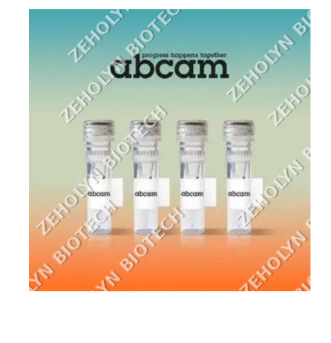 Anti-beta Actin antibody