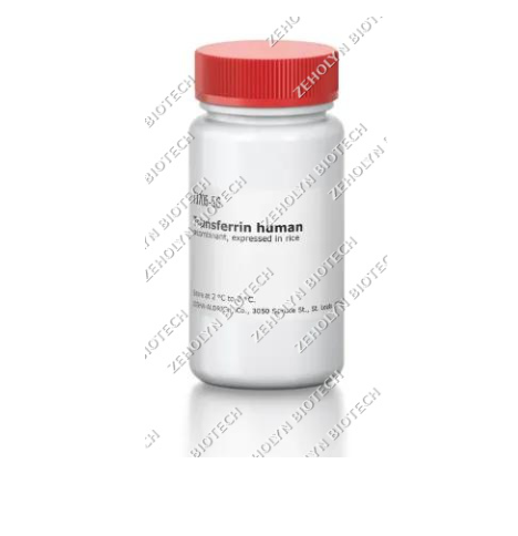 Recombinant Human Transferrin
