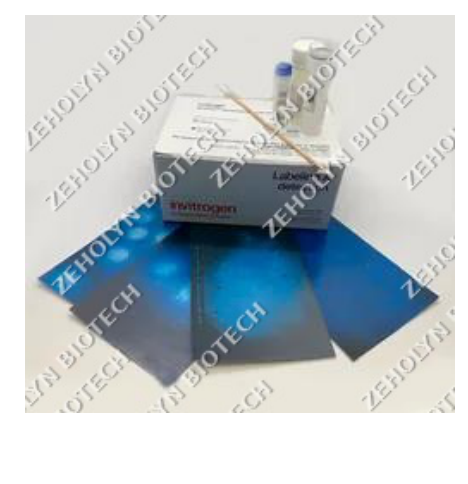 MycoFluor Mycoplasma Detection Kit