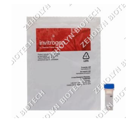 Rhodamine-Phalloidin