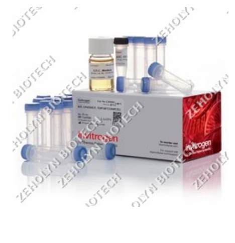 Thermo Fisher One Shot TOP10 Chemically Competent E. coli