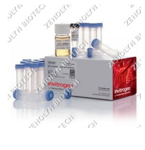 NEB 5-alpha Competent E. coli (High Efficiency)