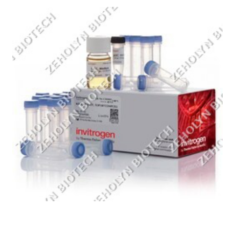 Thermo Fisher ElectroMAX DH10B Cells