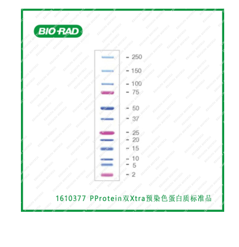 Bio-Rad Precision Plus Protein Standards